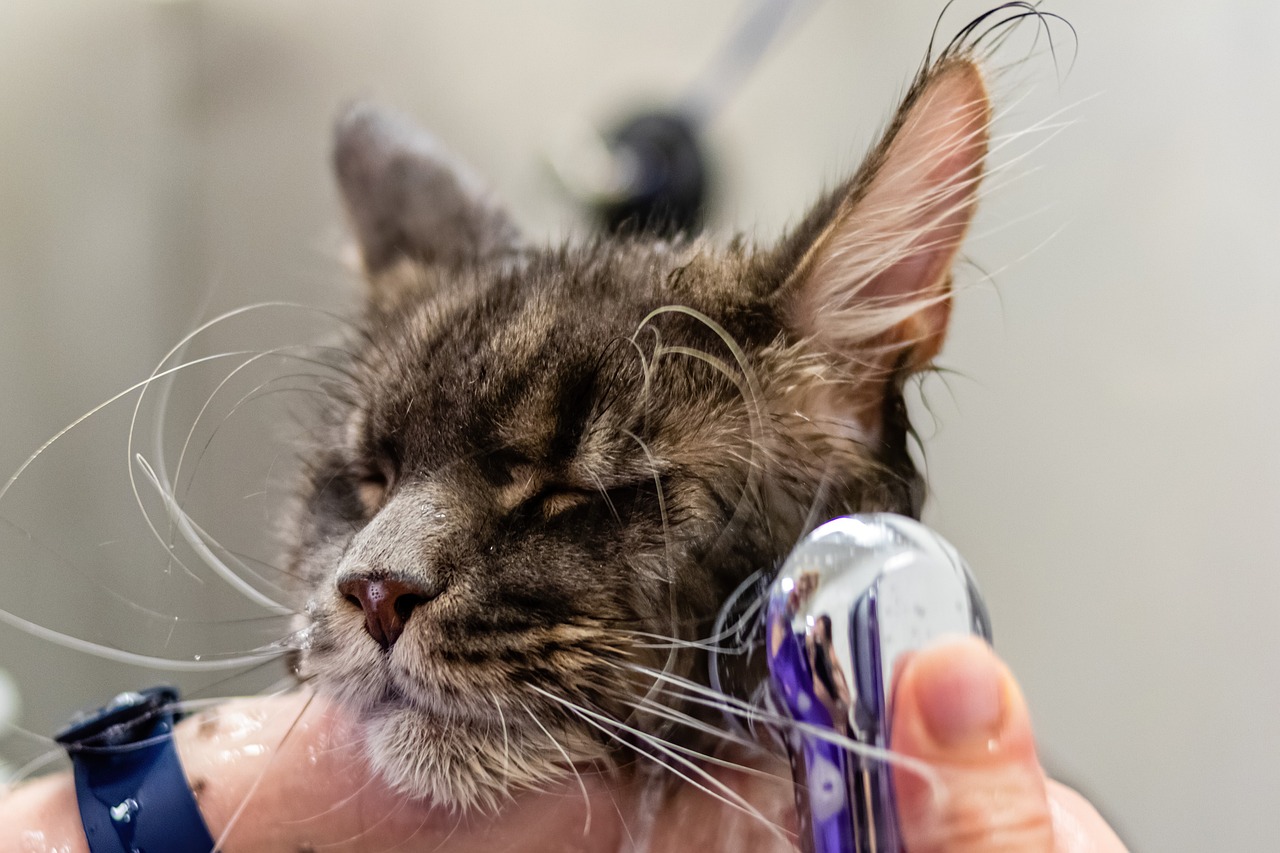 The Benefits of Grooming for Rescued Pets